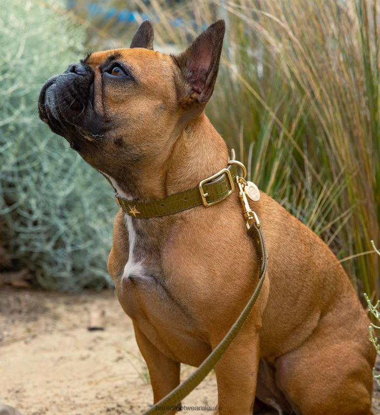 Green Croc Emboss Leather Unisex Bared Footwear N06D2V326 Dog Collar & Lead