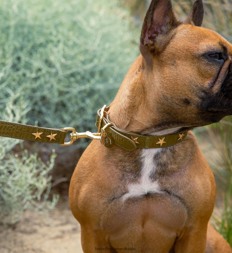 Green Croc Emboss Leather Unisex Bared Footwear N06D2V326 Dog Collar & Lead