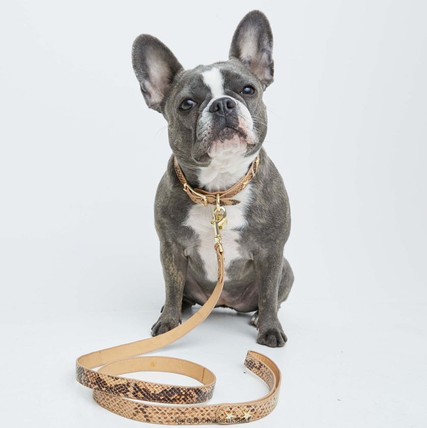 Snake Print Leather Unisex Bared Footwear N06D2V327 Dog Collar & Lead