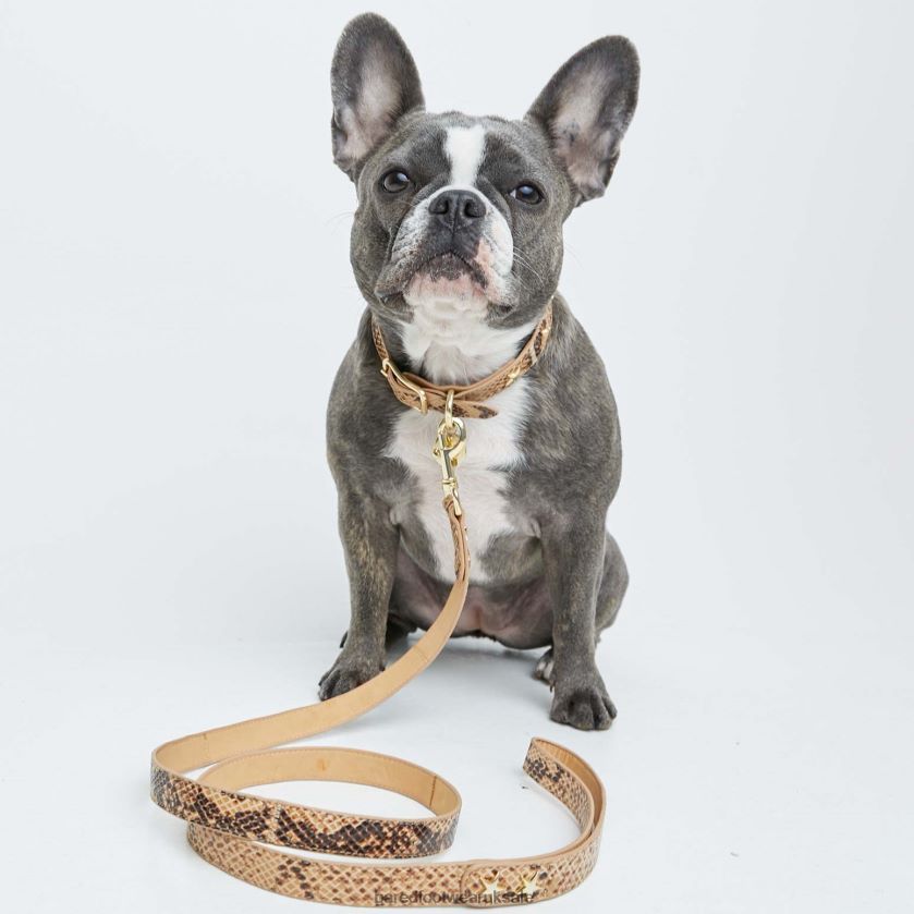 Snake Print Leather Unisex Bared Footwear N06D2V327 Dog Collar & Lead